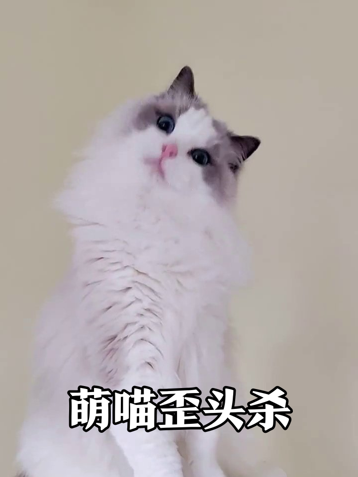 布偶猫解锁歪头杀,每帧都是表情包素材