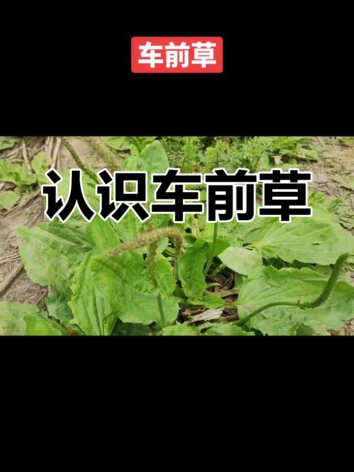 车前草:你家乡的“杂草”竟是宝贝!