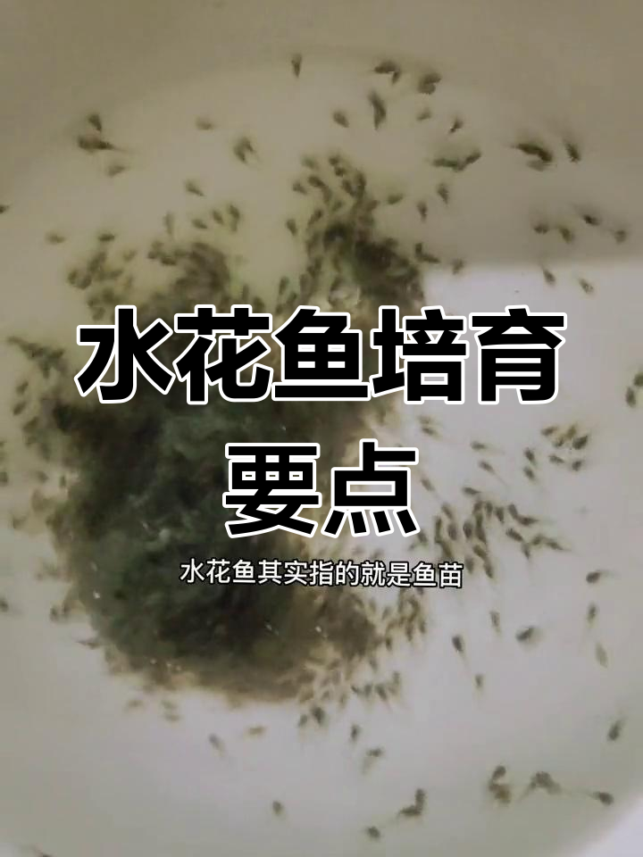 黄颡鱼苗与黄辣丁水花养殖技巧,水质管理关键
