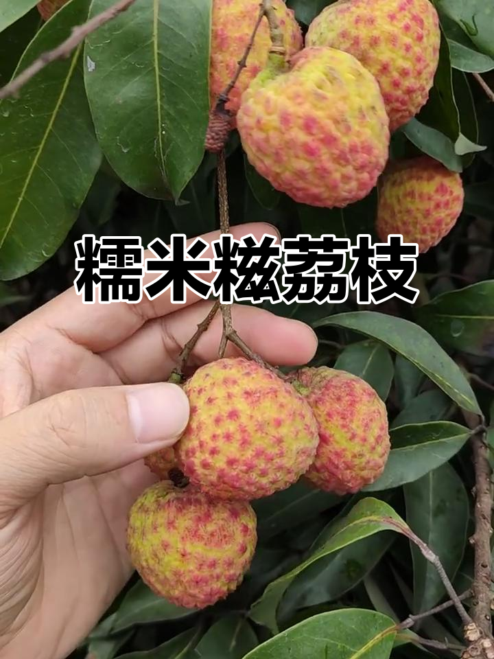 糯米糍荔枝，果形独特，口感清甜，核小肉嫩