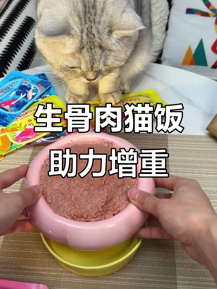 10个月猫咪长到12斤,全靠这款生骨肉猫饭