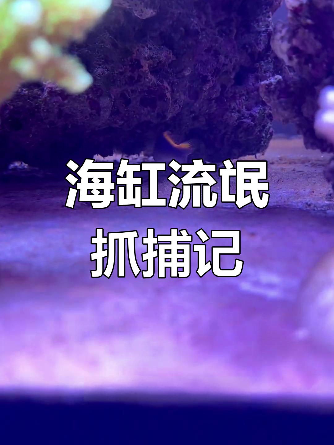 如何捕捉海缸中的小霸王?红海日出龙被困的惊险一幕