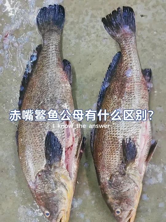 本港赤嘴鳘鱼公母有那些区别?