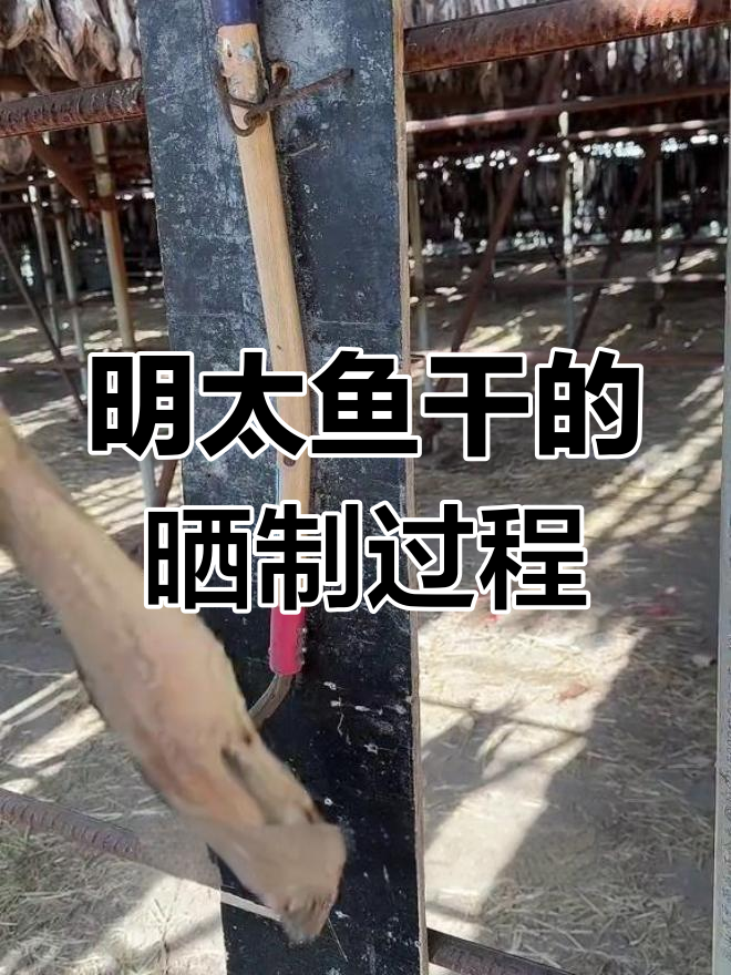 延边明太鱼干制作工艺揭秘