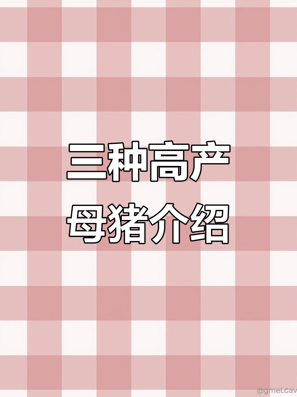 长白、大白与杜洛克猪:三种全球知名瘦肉型品种解析