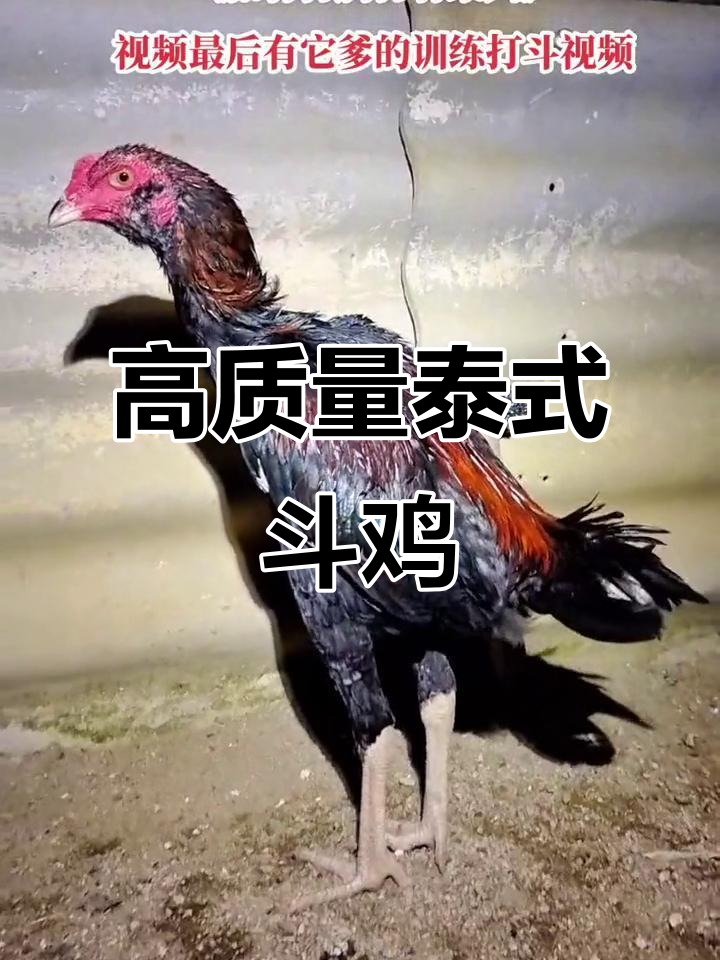 泰国斗鸡激烈对决,父子传承技艺大比拼