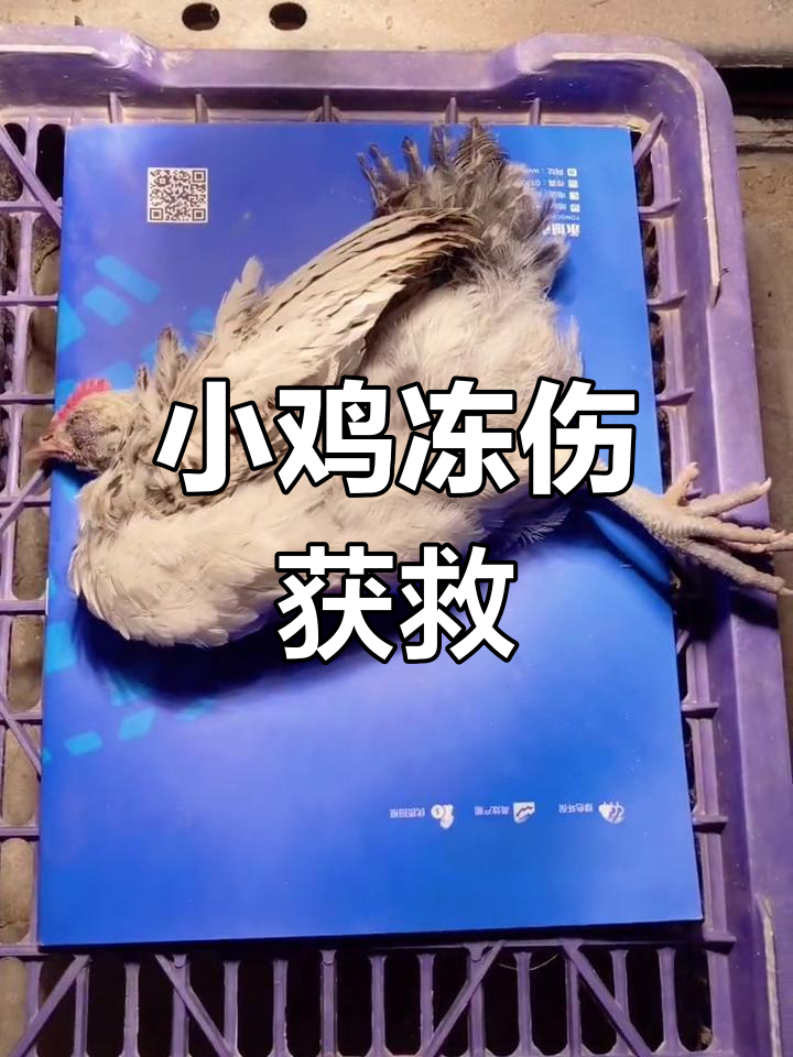 冻僵小鸡的生死时速,两小时抢救成功