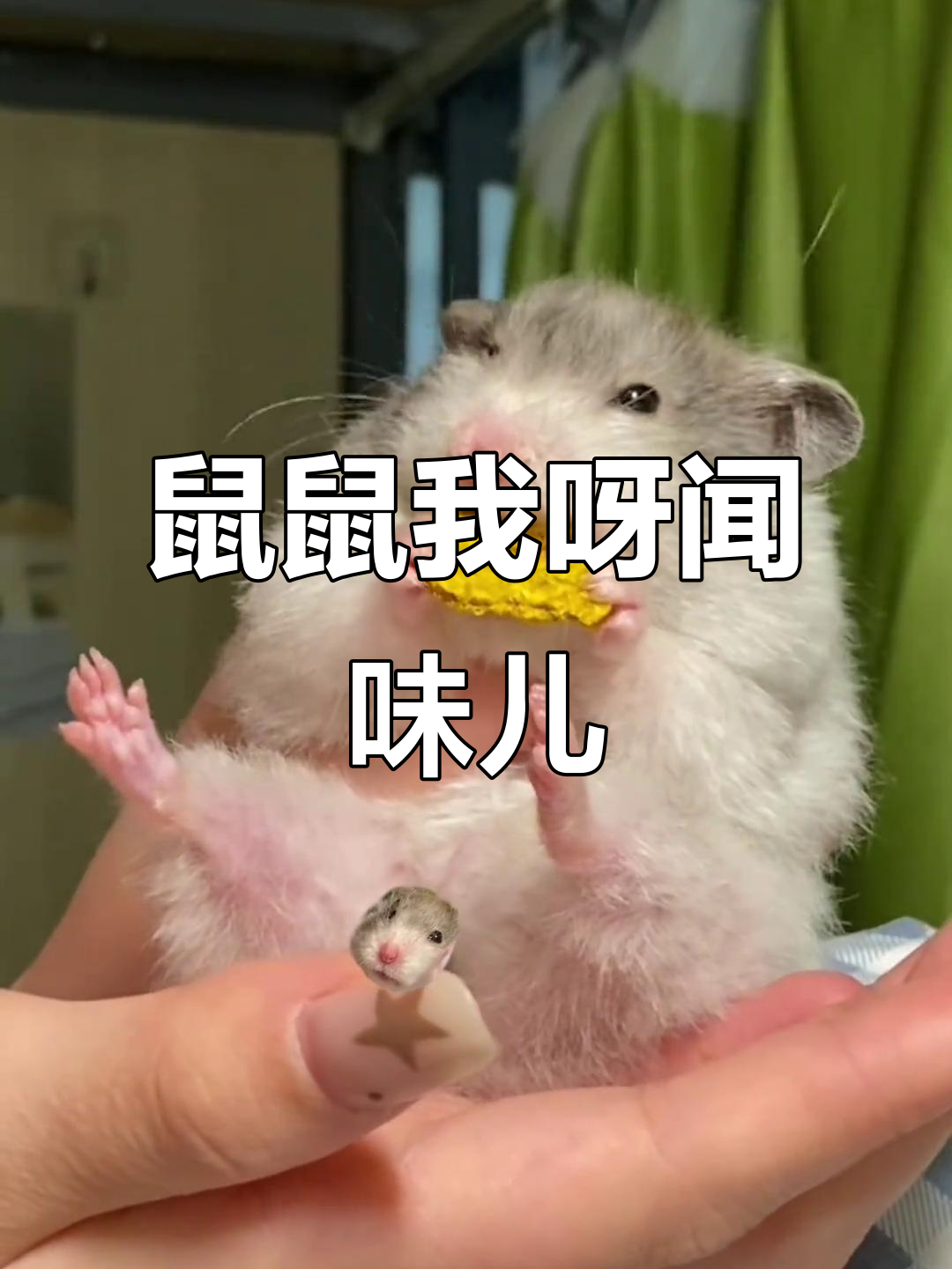 金丝熊的灵敏鼻子,今天吃鲍纹鱼条还是饼?