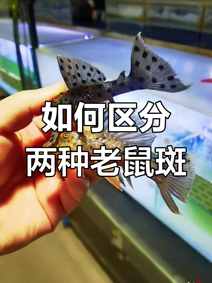老鼠斑异型鱼品种解析:264与23的区别