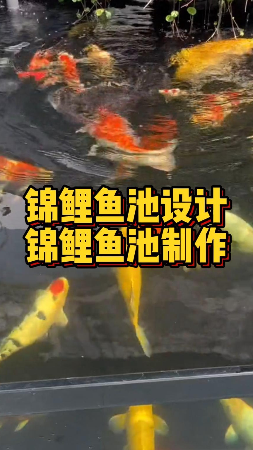 锦鲤鱼池设计独特,展现出透明的视觉效果