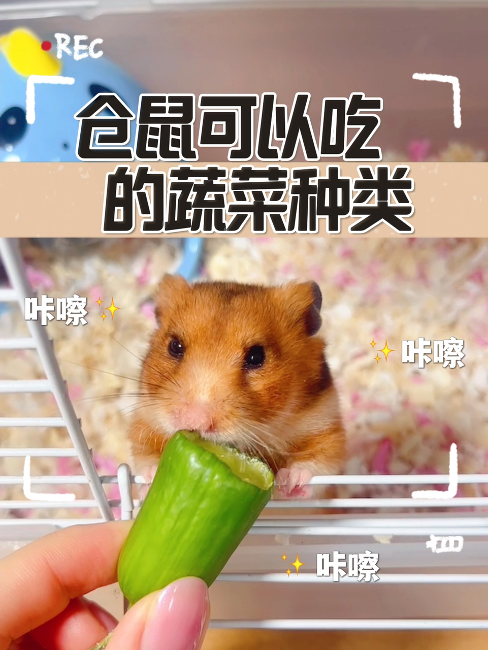 教你哪些蔬菜是可以给仓鼠吃的～