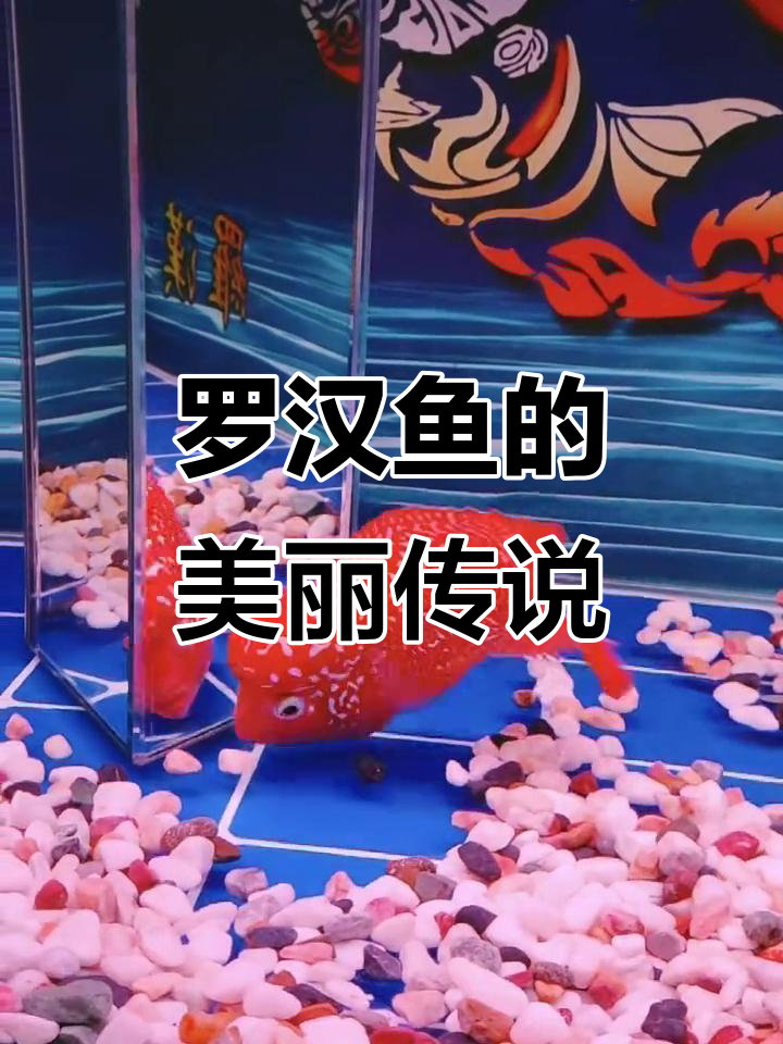 古典火凤凰罗汉鱼:风水与观赏的完美结合