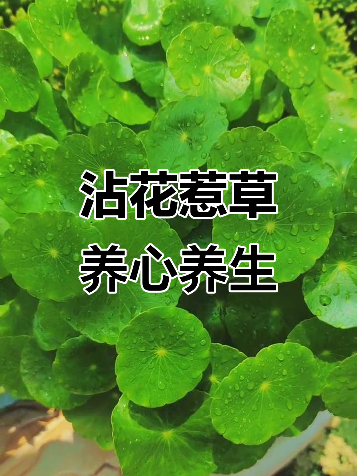 让花草点缀生活,享受宁静与美好
