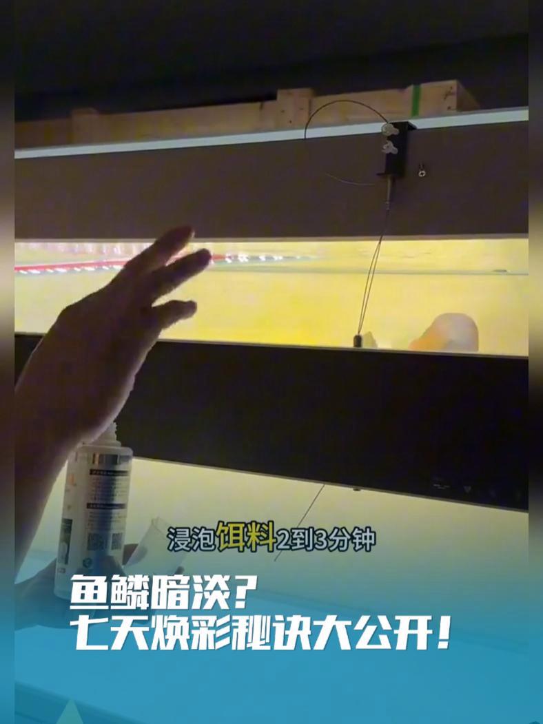 鱼鳞暗淡?七天焕彩秘诀大公开!天然虾青素与维生素B群协同作用,加速色素沉淀!红龙鳞片闪耀如