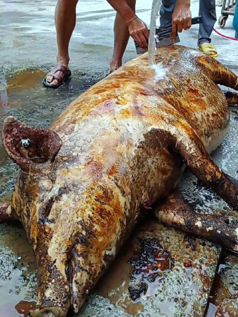 好猪肉来源于乡野,看颜色就知道 土猪肉 我的乡村生活 乡村守护人 村支书