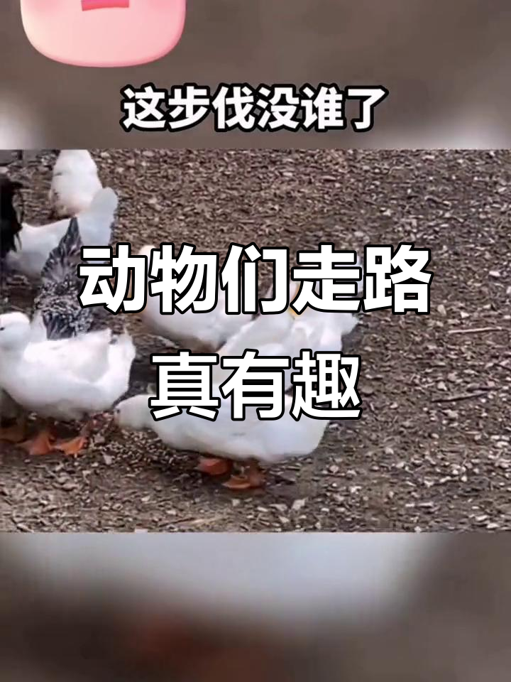 鸭子走路太搞笑,猪狗步伐也让人忍俊不禁