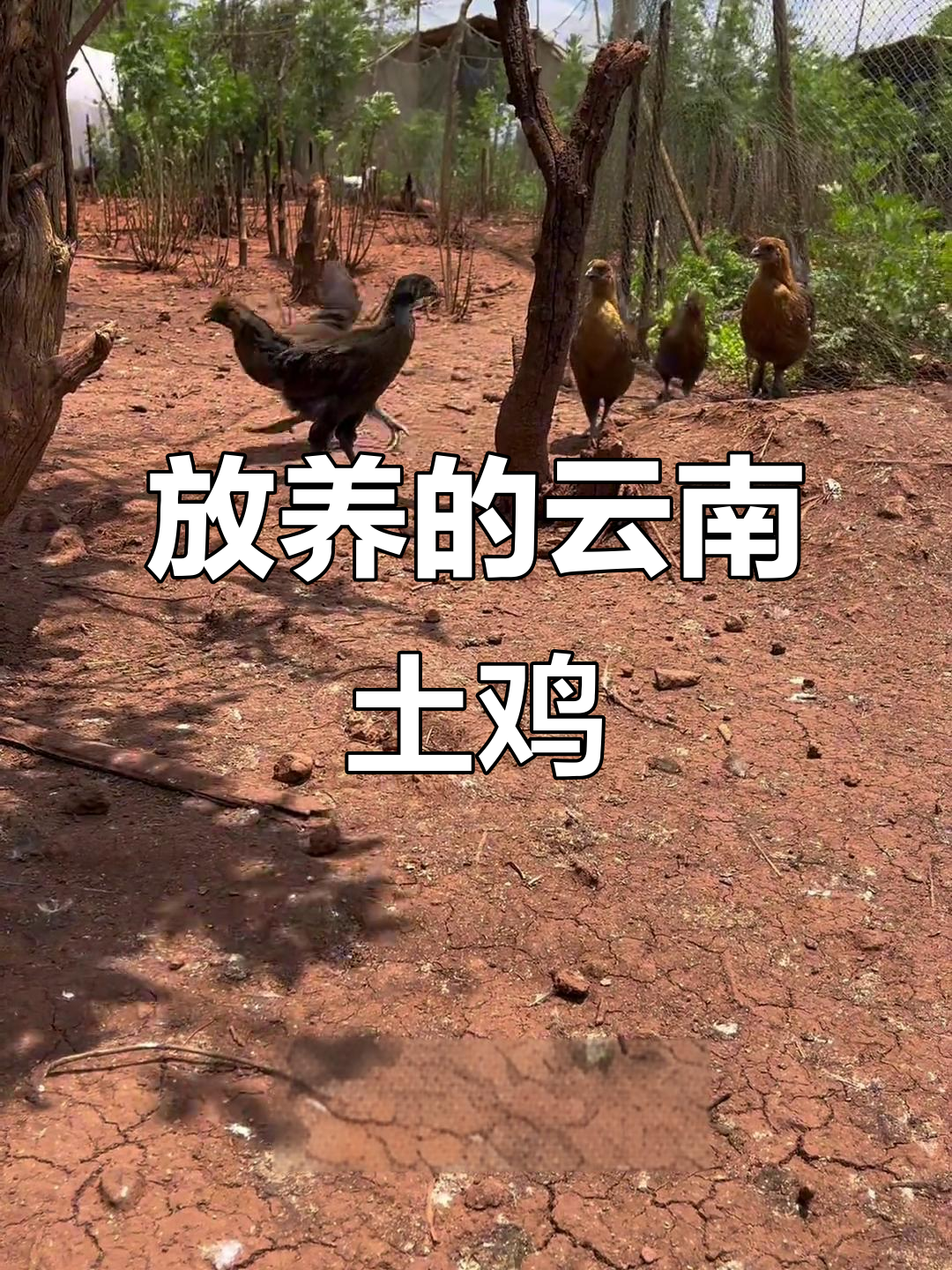 云南老品种土鸡苗,放养两个月重达1.4-1.8斤