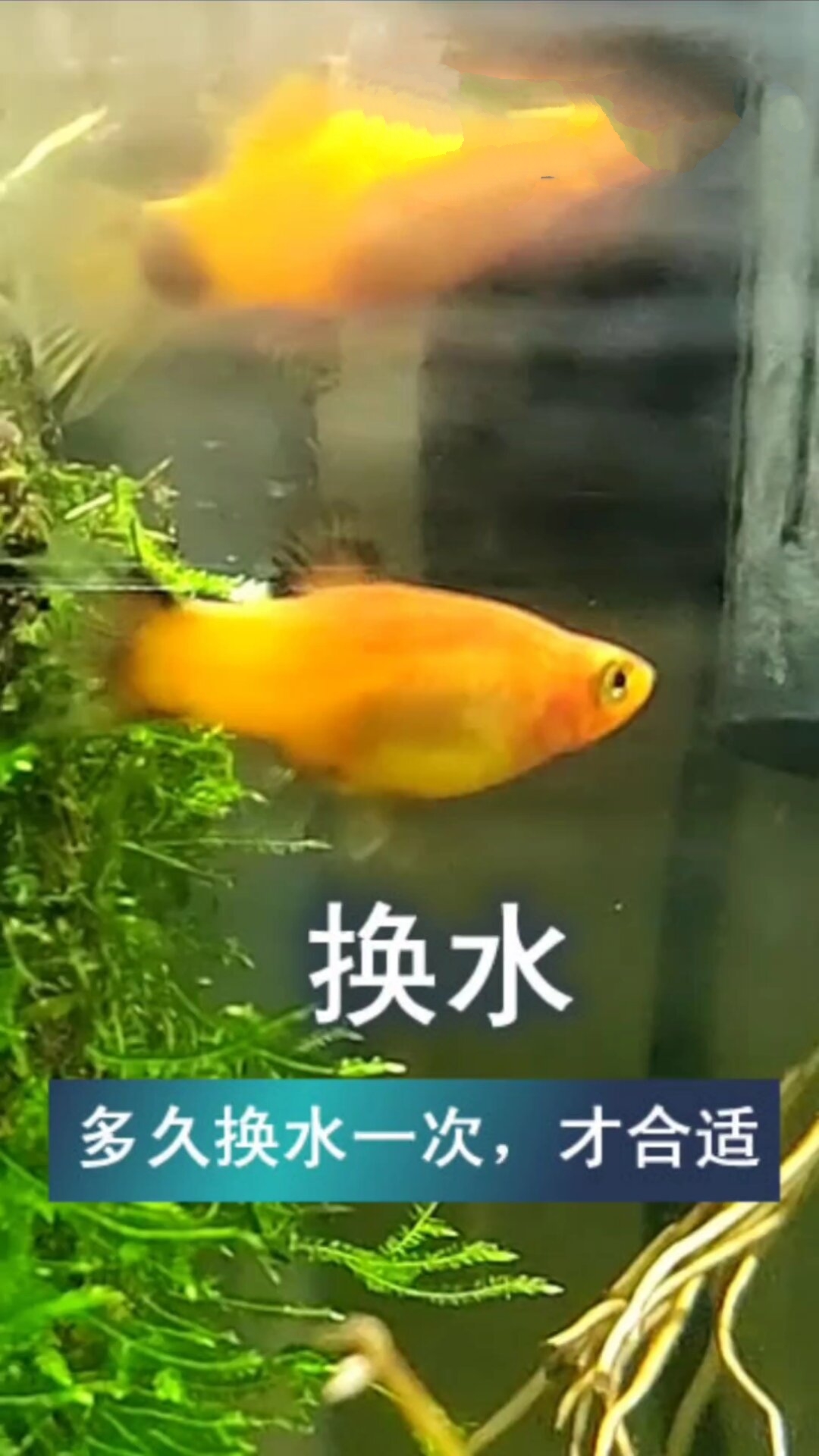 热带鱼多久换次水,才能不死鱼