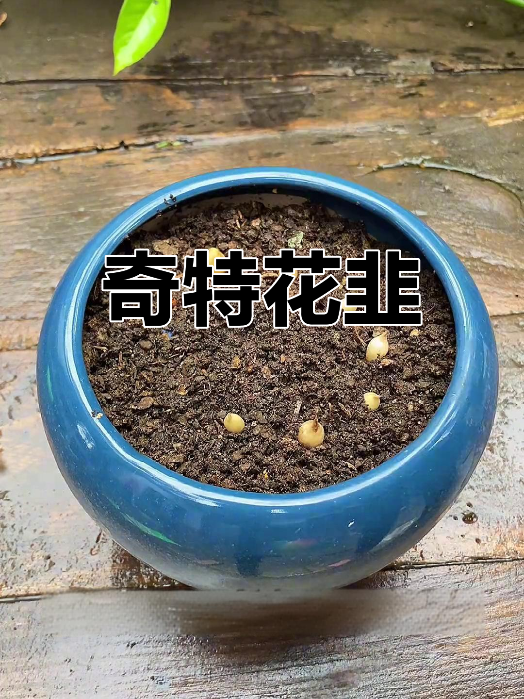 花韭叶子像韭菜,炒着吃美味,花开时惊艳,耐寒力强