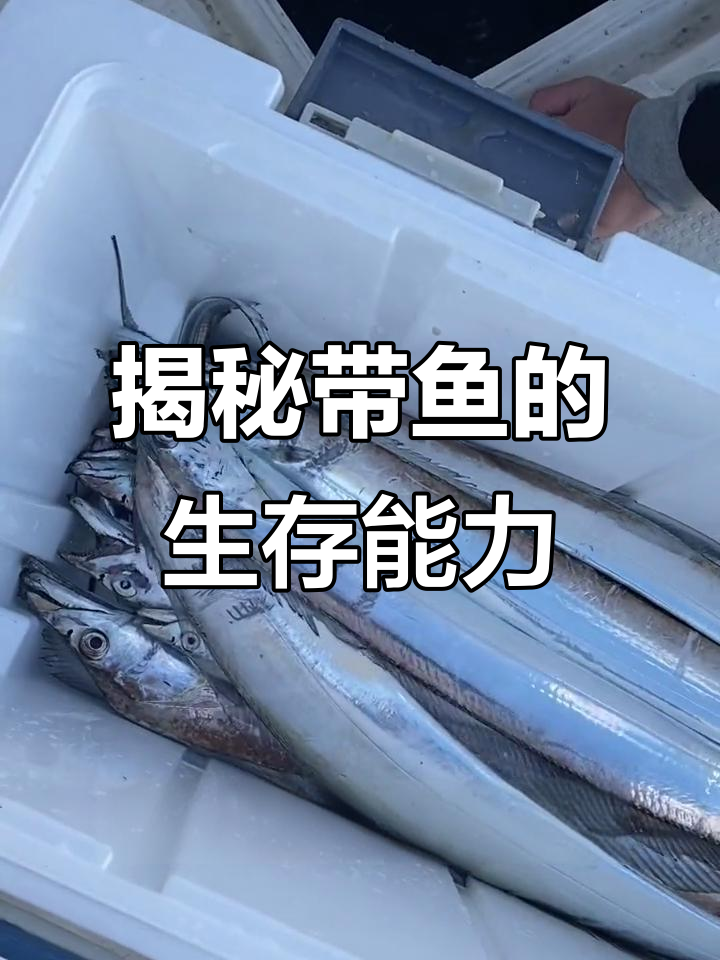 带鱼能活多久?深海浅海都能生存,竟然这么耐造!