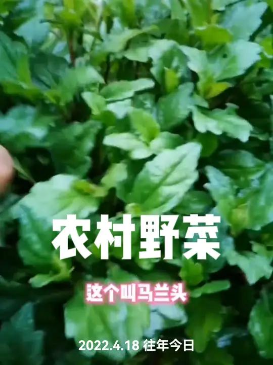 你能说出几种野菜的名字来