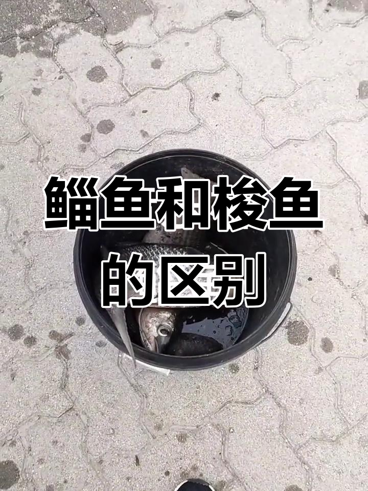 鲻鱼与梭鱼的捕捞技巧大揭秘,如何轻松区分两者