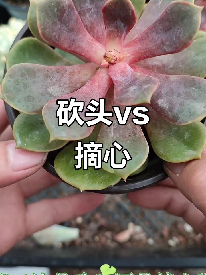 多肉植物砍头与摘心对比,哪种方式更适合你?