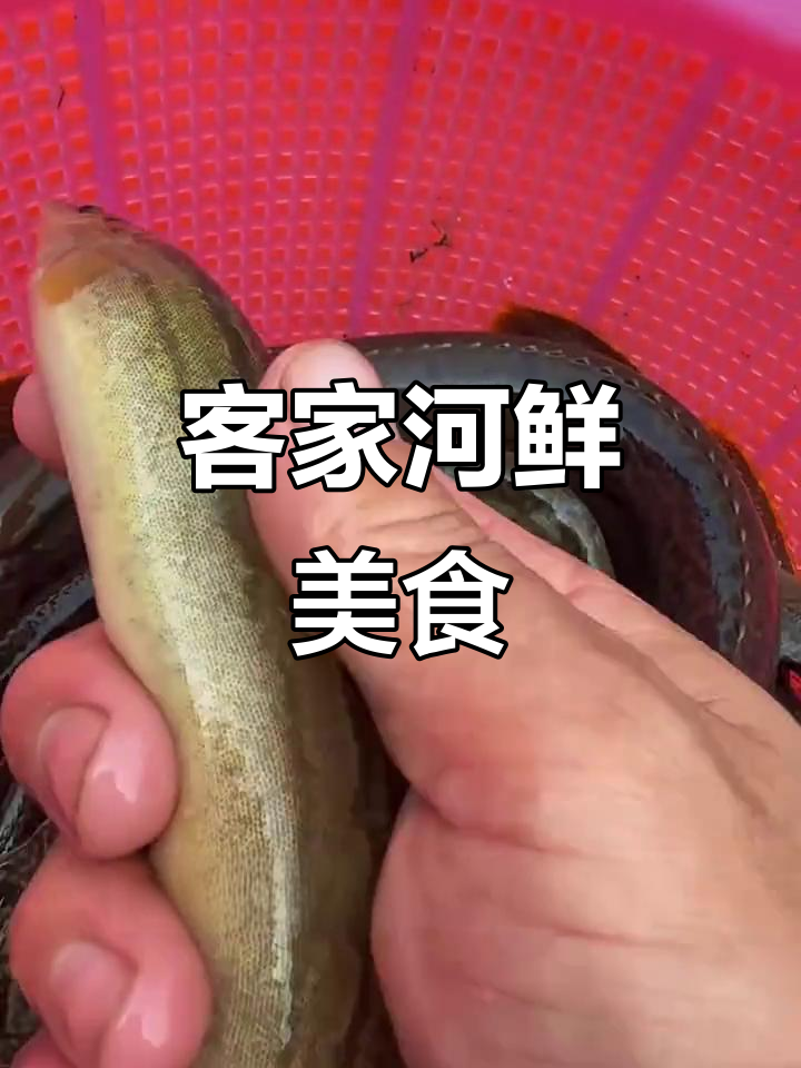 6月9日,猪麻锯鱼家常做法大揭秘:危险又美味