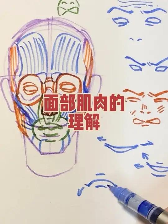 面部肌肉理解