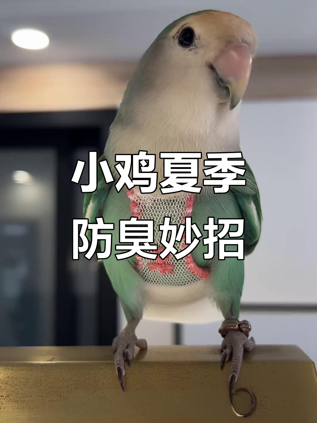 夏季小鸡屎兜DIY,告别烂屁股的尴尬!