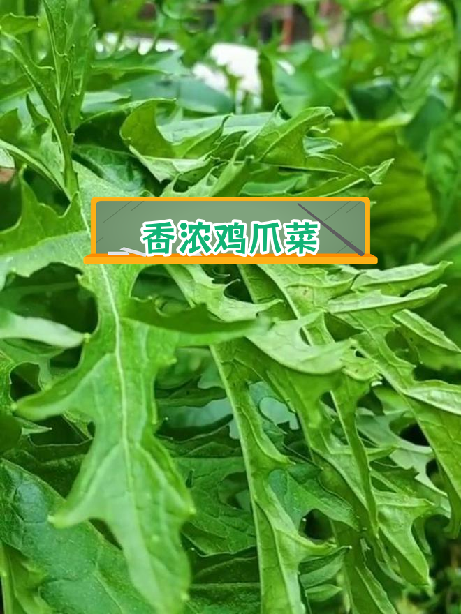 四川特有鸡爪菜,香气扑鼻
