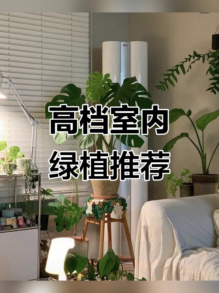 家里摆什么植物最显高级?这些花卉让你家瞬间提升格调