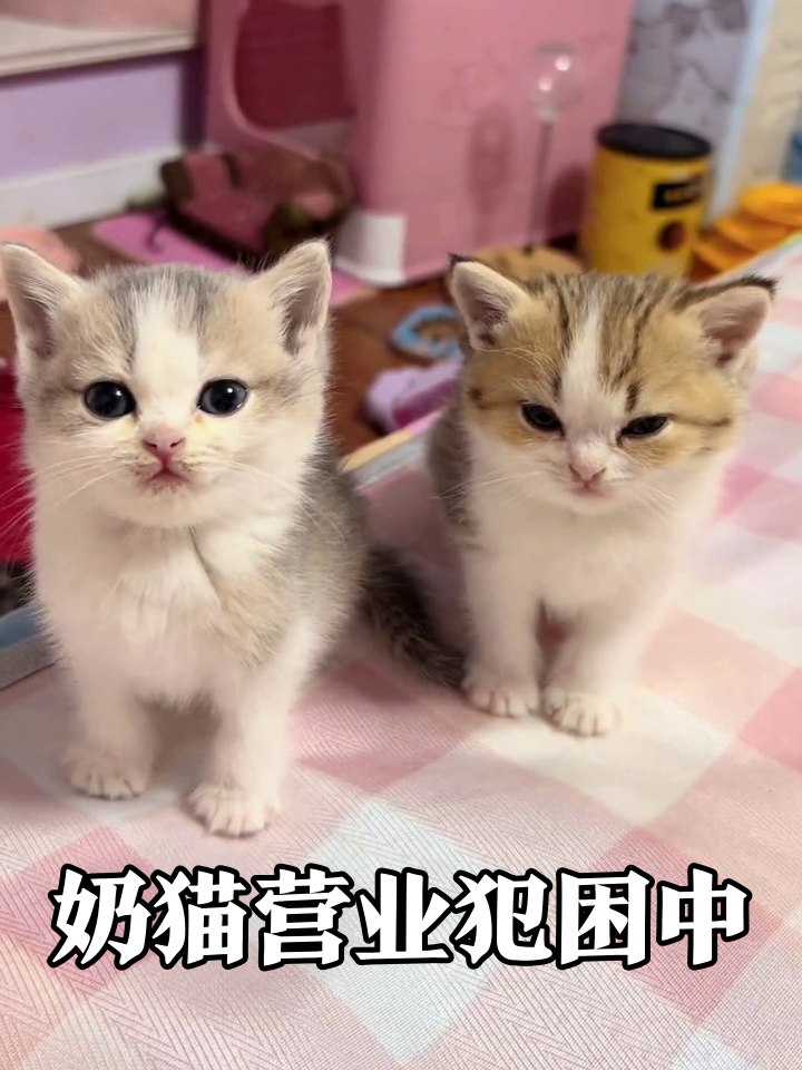 小奶猫营业现场太真实!一只强撑眼皮一只摆烂摸鱼