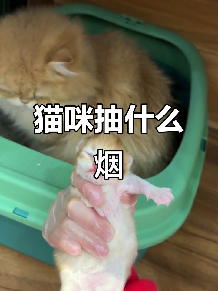 小猫学抽烟,兄弟赶紧制止!