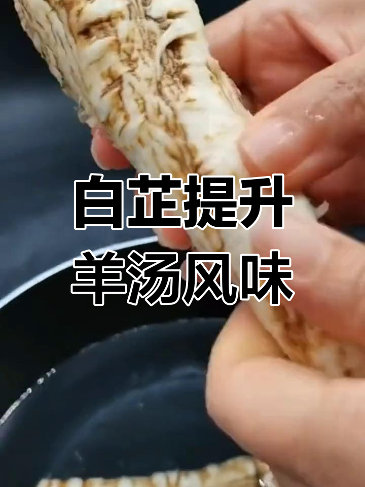 熬羊汤必备香料,白芷的作用不可忽视