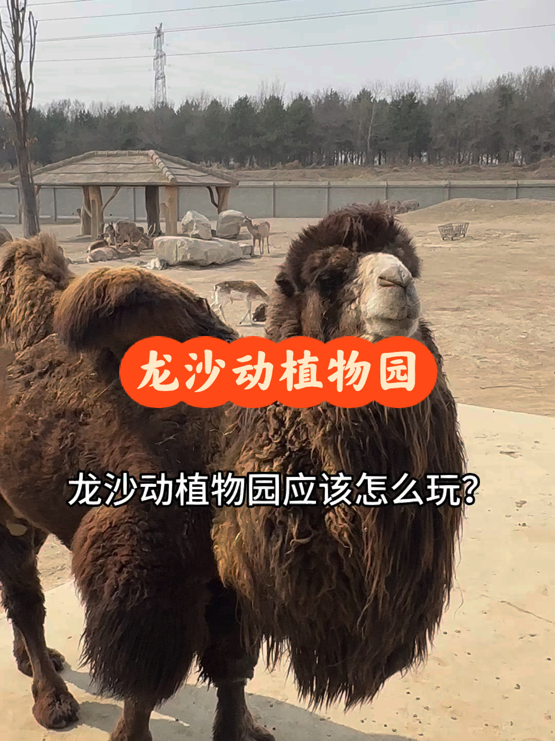 龙沙动植物园一天游攻略