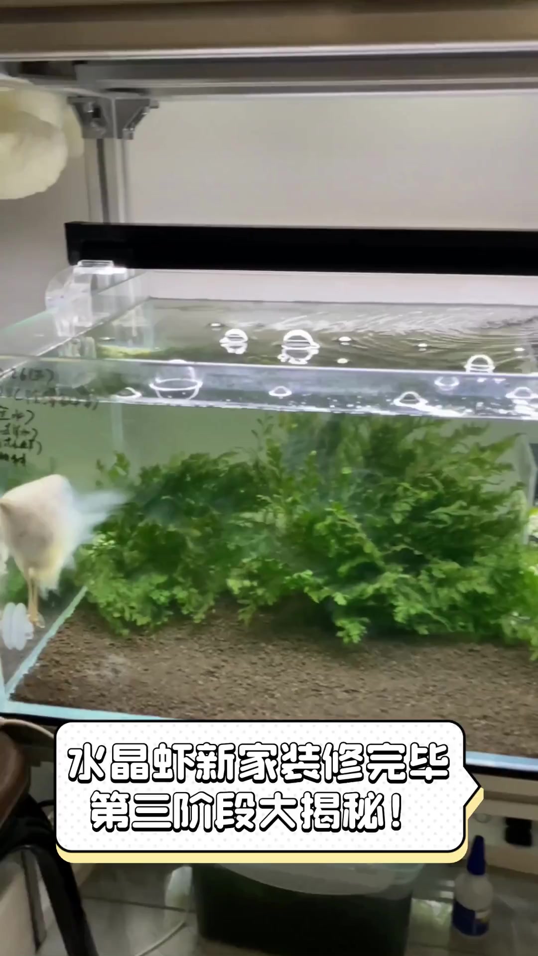 水晶虾新家装修完毕,第三阶段大揭秘!