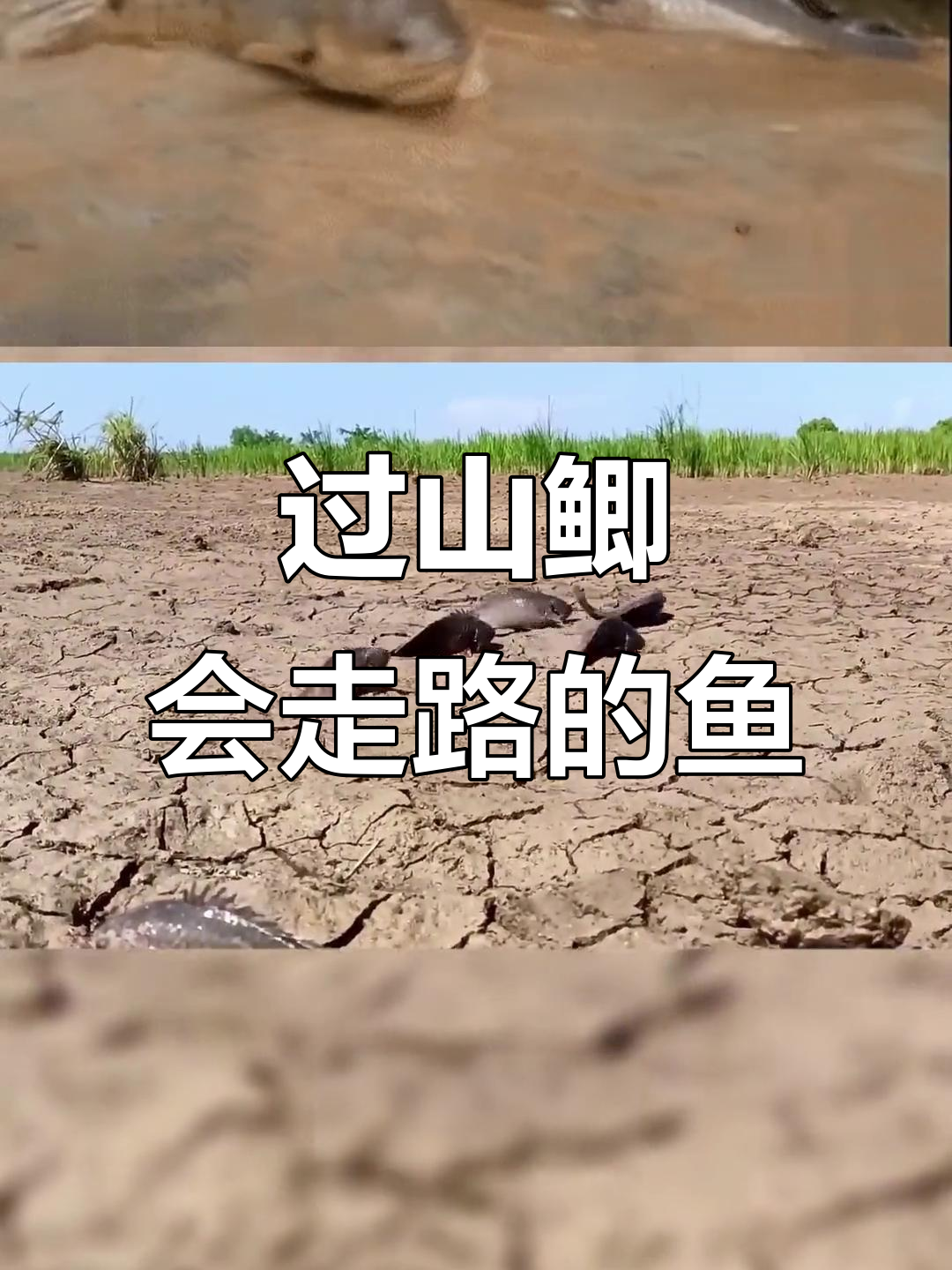 鱼能上树?这种神奇动物竟然能在陆地行走