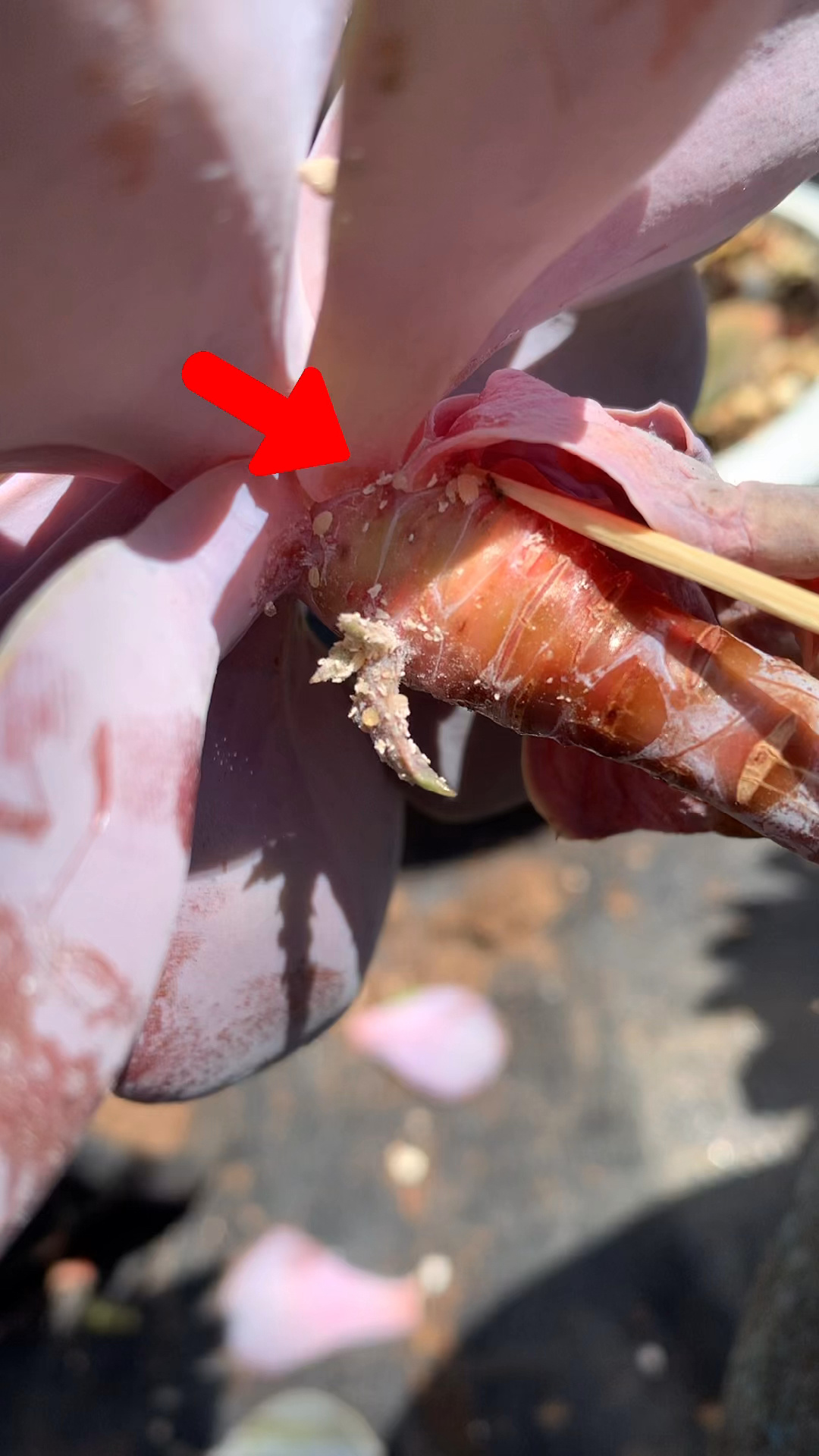 多肉长虫子怎么处理