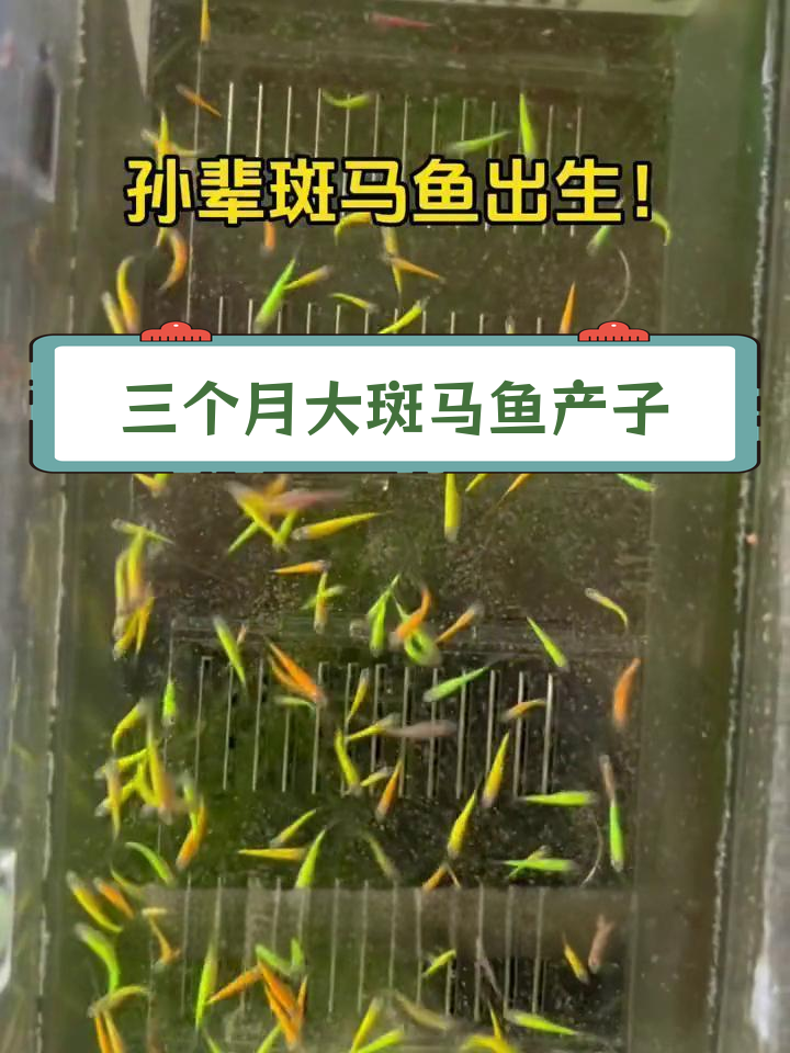 初代蝶翼斑马鱼成功繁殖,第三代诞生