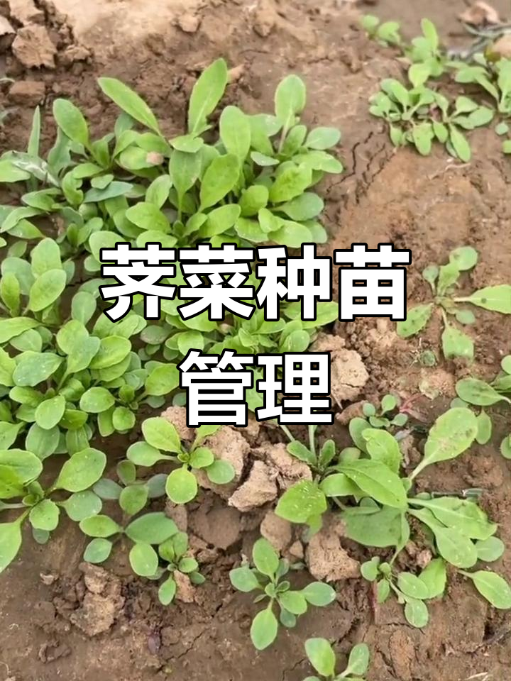荠菜种子种植技巧与注意事项