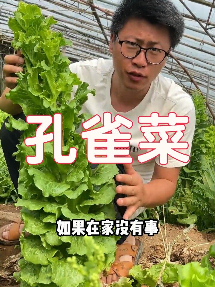 比所有蔬菜都好吃的孔雀菜你见过吗