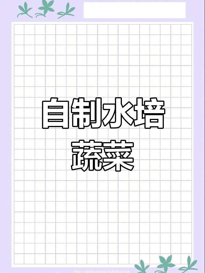 男子家中水培白菜,既美观又实用