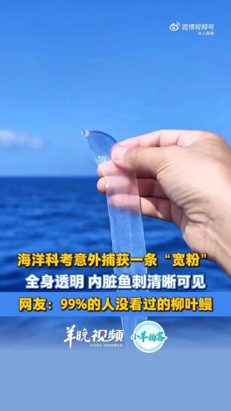 你见过吗？海洋科考意外捕获全透明鳗鱼 起猛了，看见宽粉成精了！近日，海南，海洋科考团队捕获