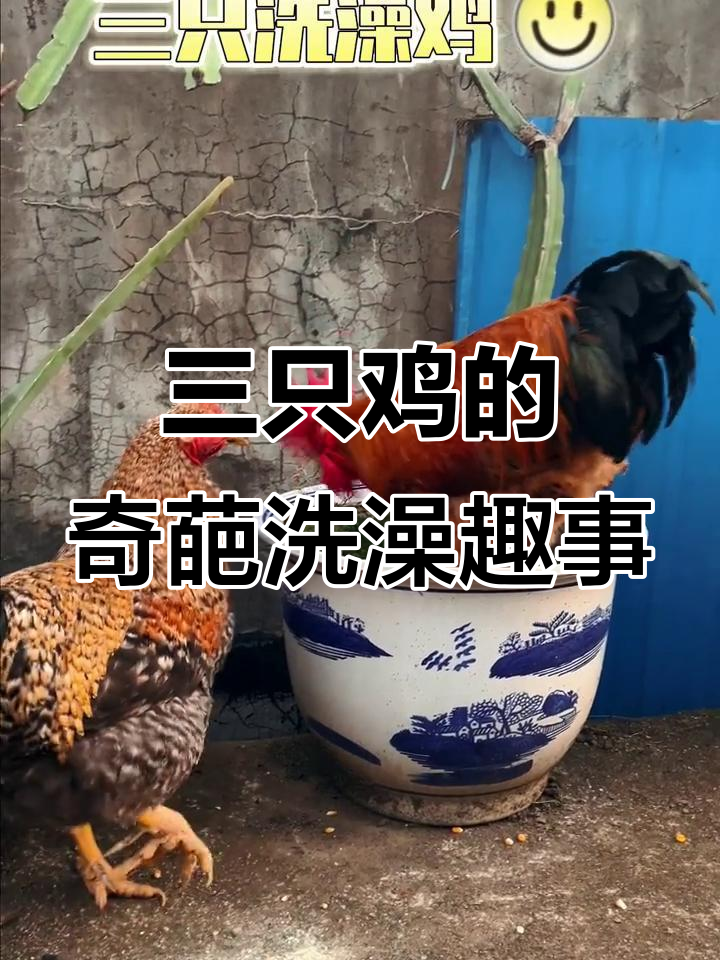 三只鸡洗澡时的奇怪行为,大公鸡成了“憨”角色