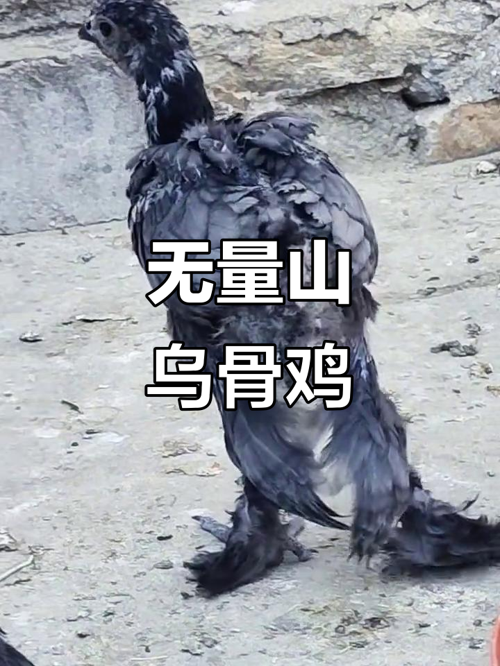 散养土鸡:灰色小公鸡的乡村生活