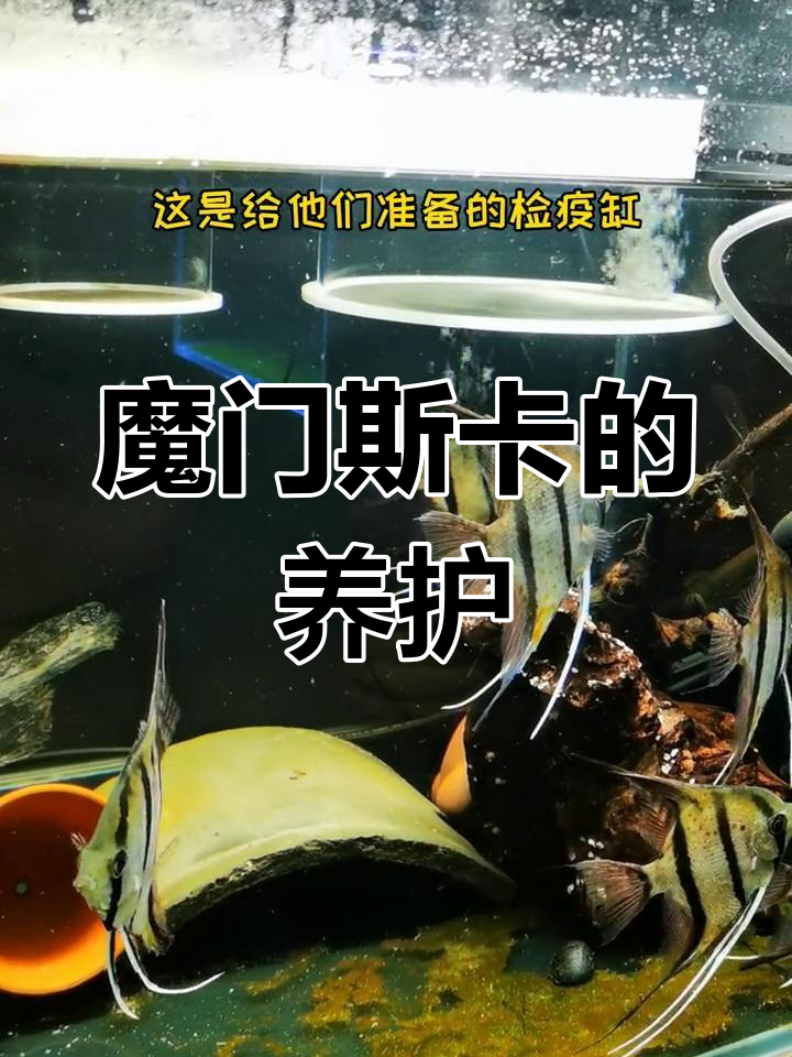 魔门斯卡鱼恢复过程揭秘