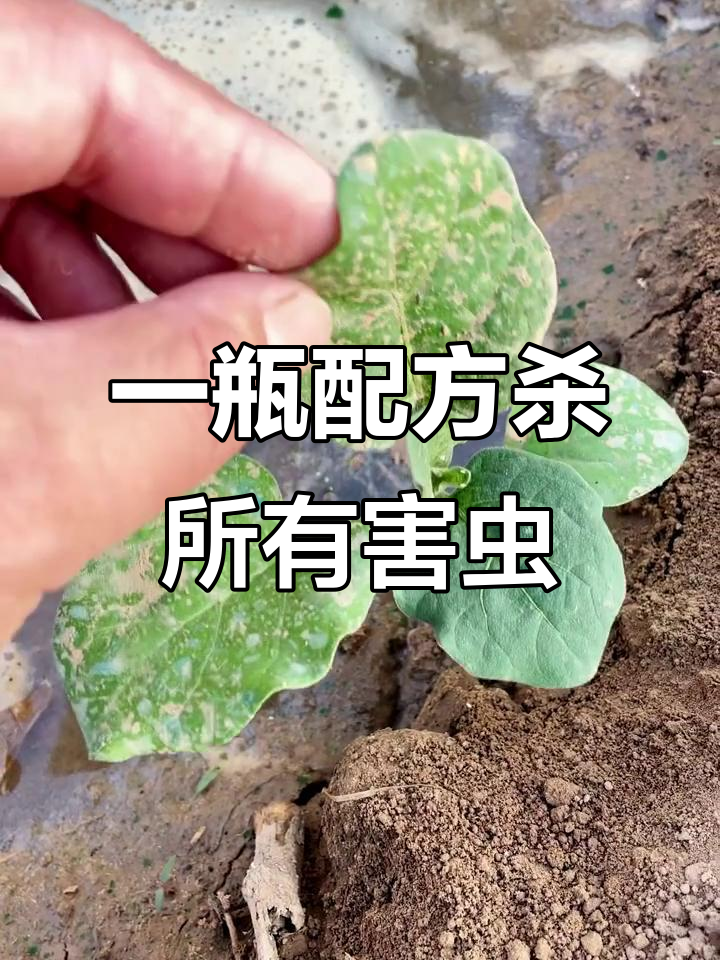 蔬菜苗期白粉虱、蓟马全灭,轻松搞定虫害问题