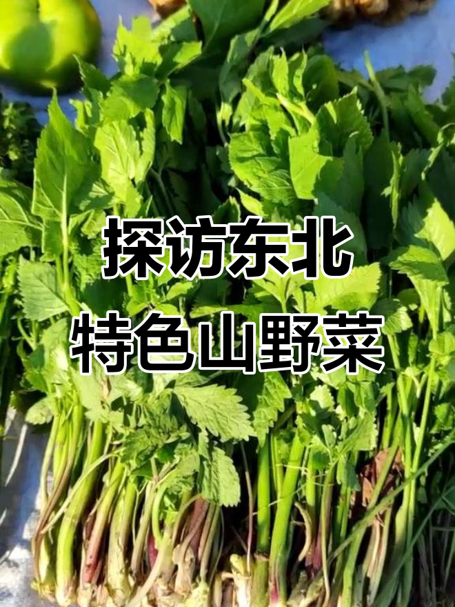 东北山野菜大揭秘:广东菜的独特风味与美味