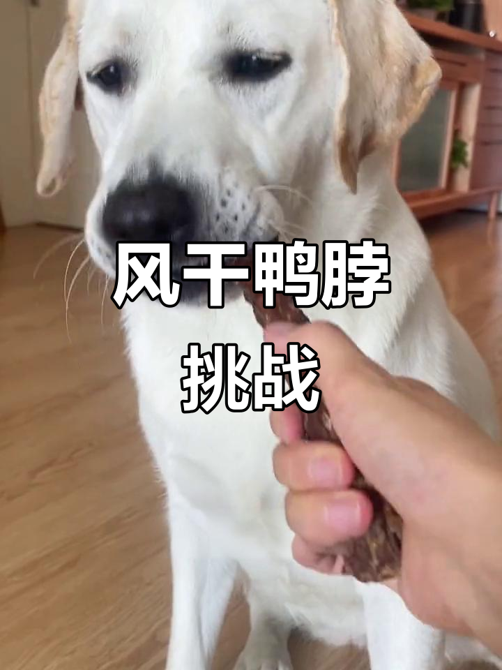 傻狗吃风干鸭脖,表情超搞笑